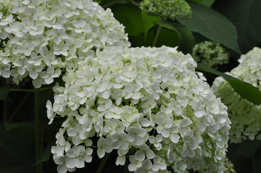 кп "Успенские дачи" - Уход за садом - 100% качество!