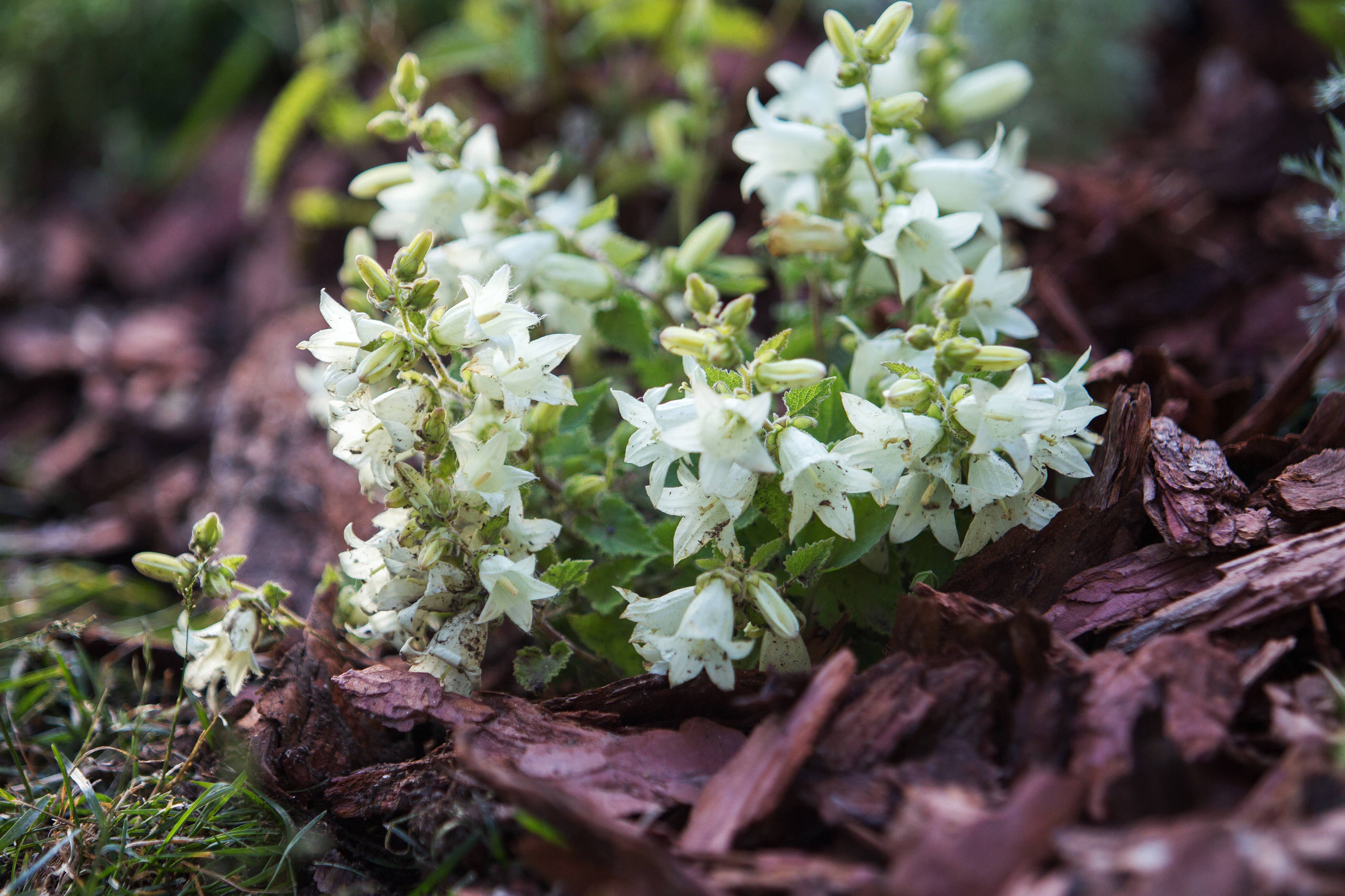 Проект недели: Французский сад на выставке в Москве