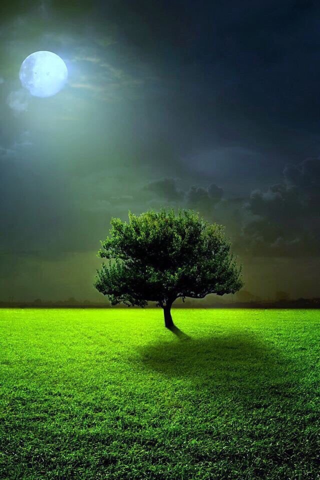 Елена Кривова