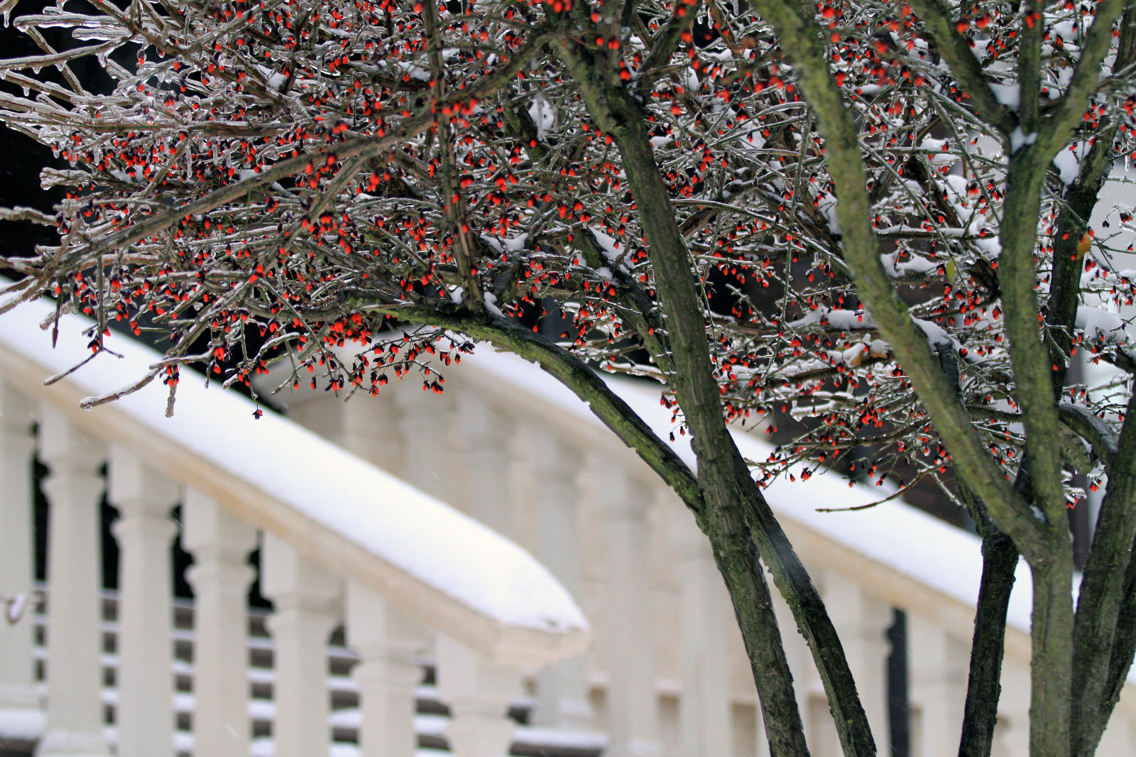 Сад четырех стихий