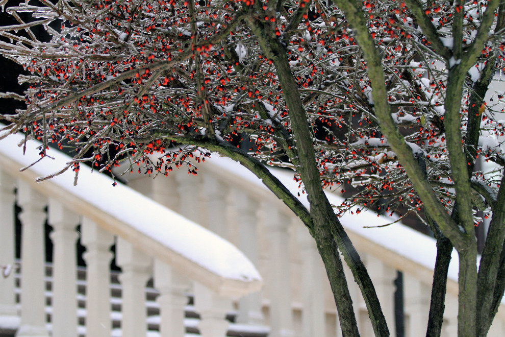 Сад четырех стихий