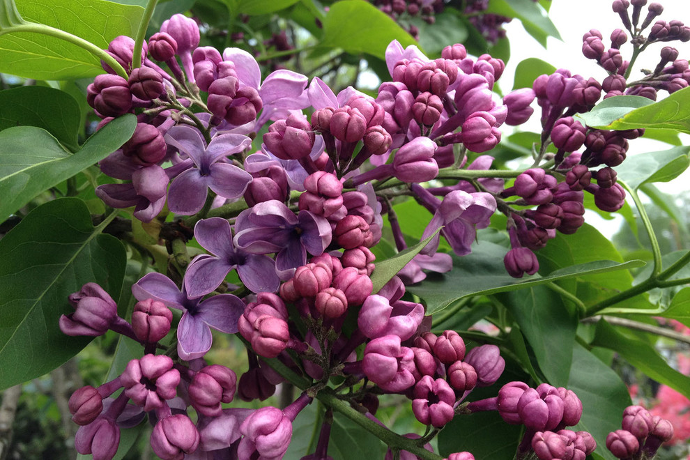 Современный сад в КП "Бенелюкс" вилла 1