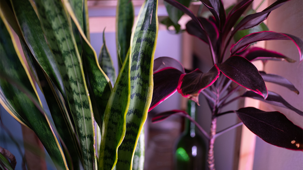 цветочная мастерская Jonas Flowers