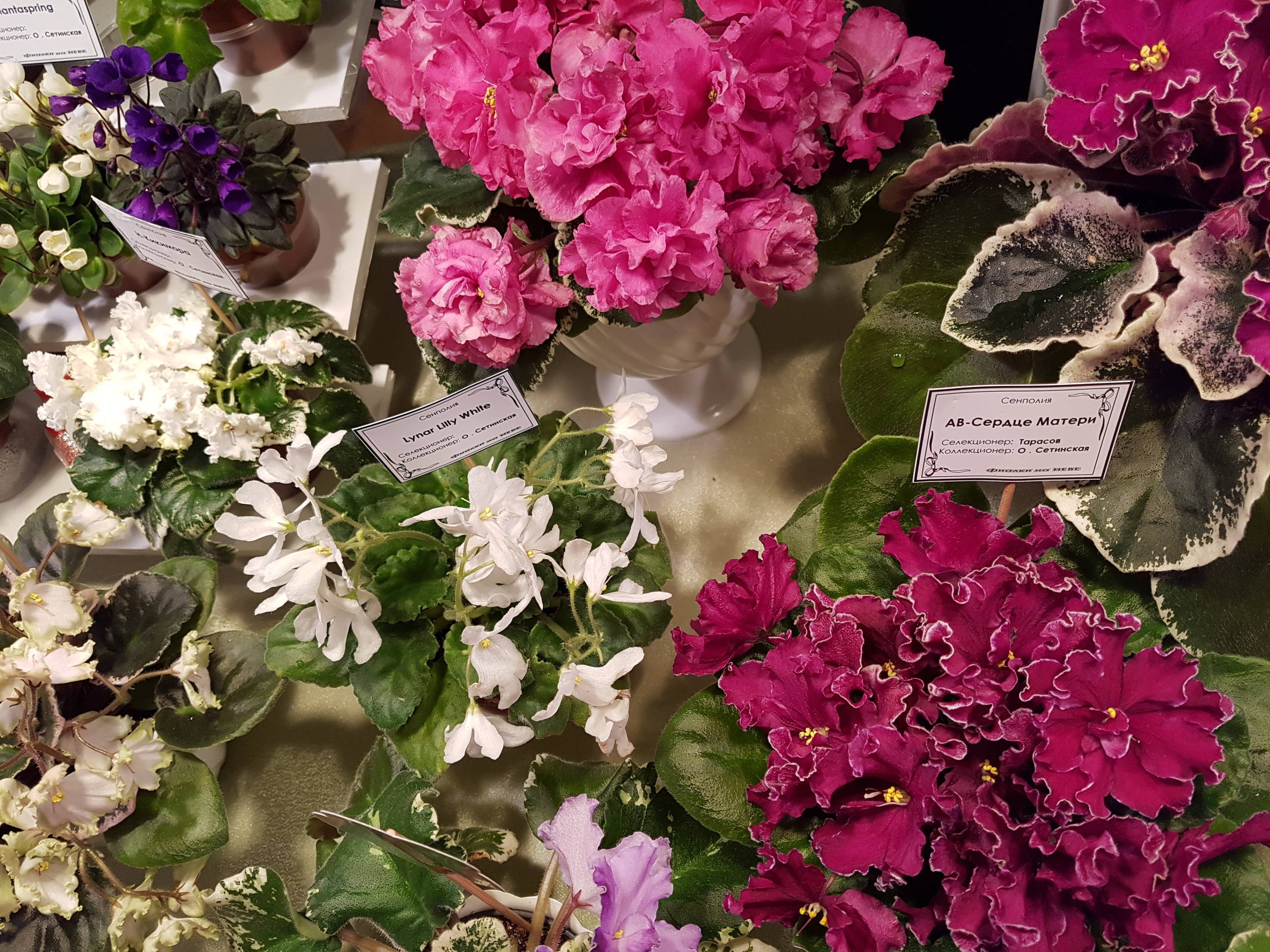 Растение месяца: Сенполия на подоконнике