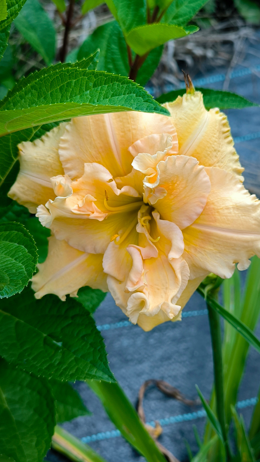 Обложка проекта: Многолетники собственного производства