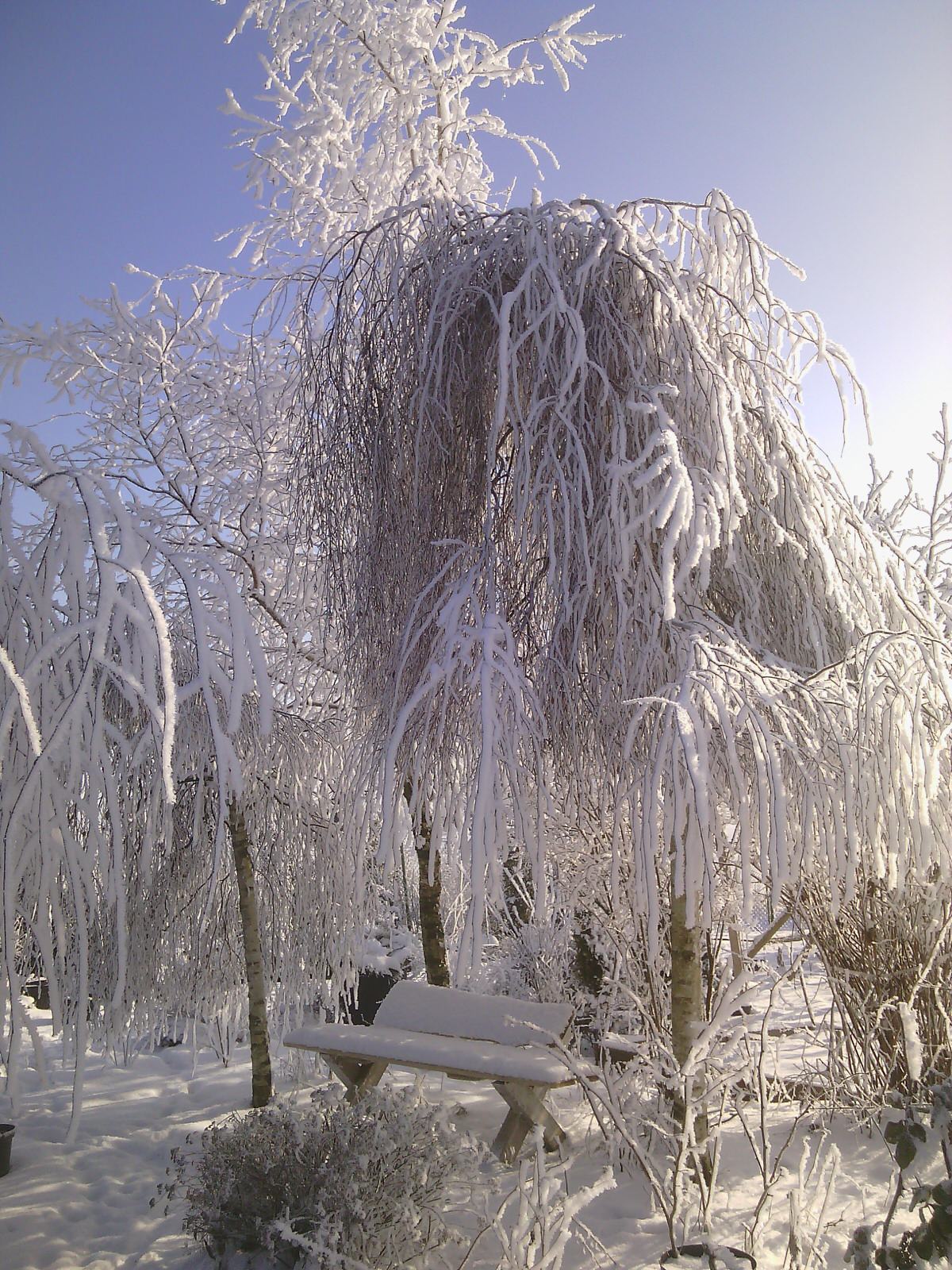 Наш собственный сад
