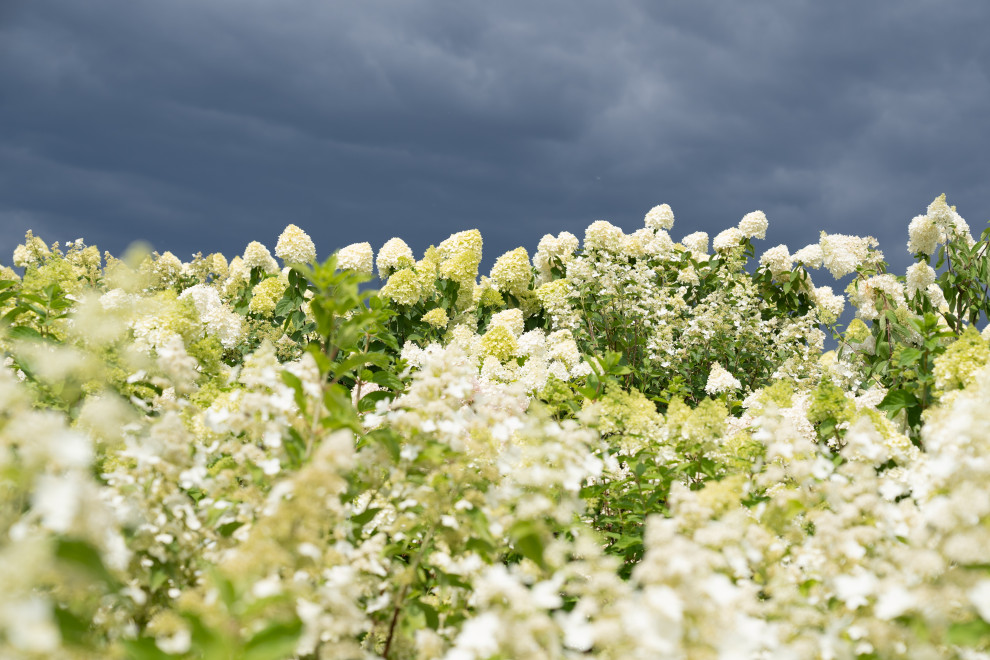 Гортензии для сада премиум-класса