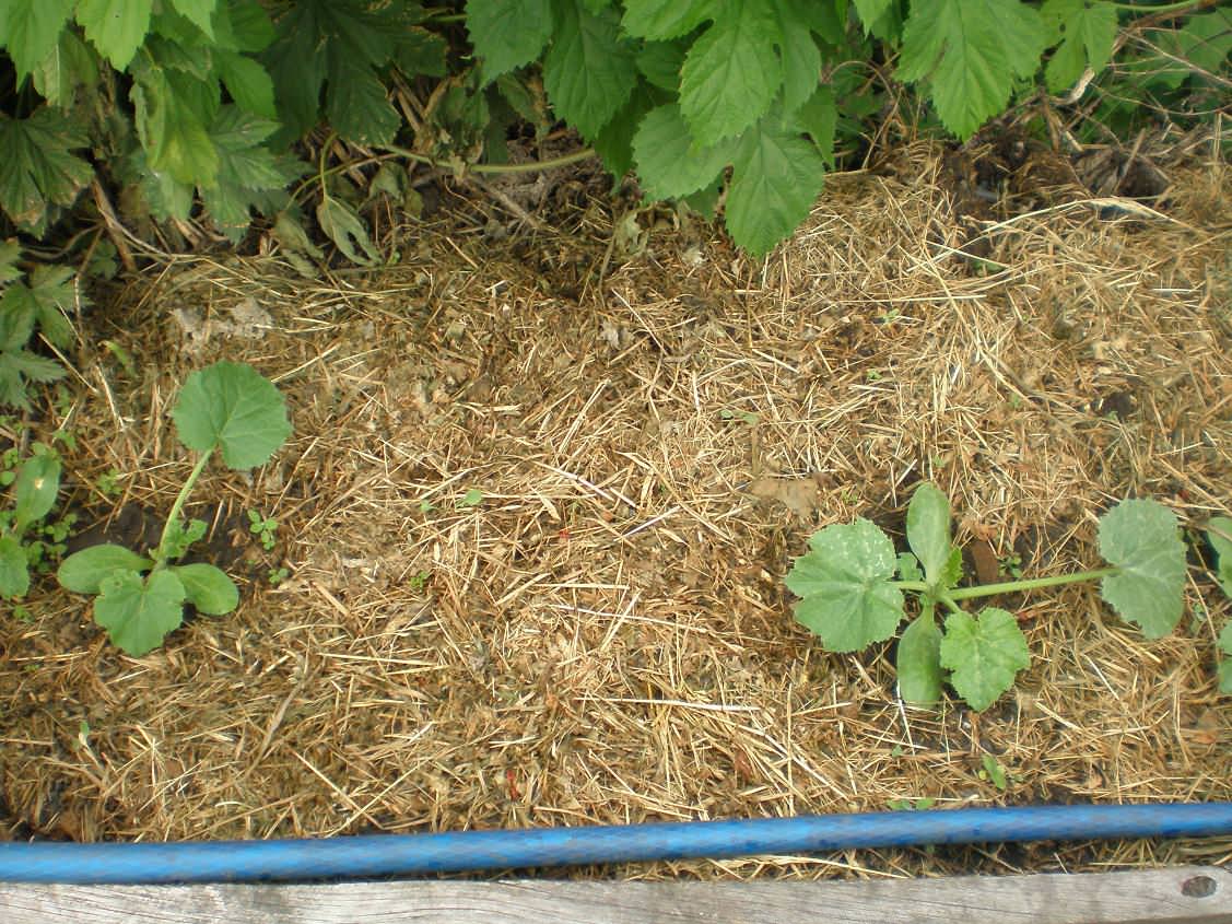 Природное земледелие: Мульчирование и задернение «для ленивых»