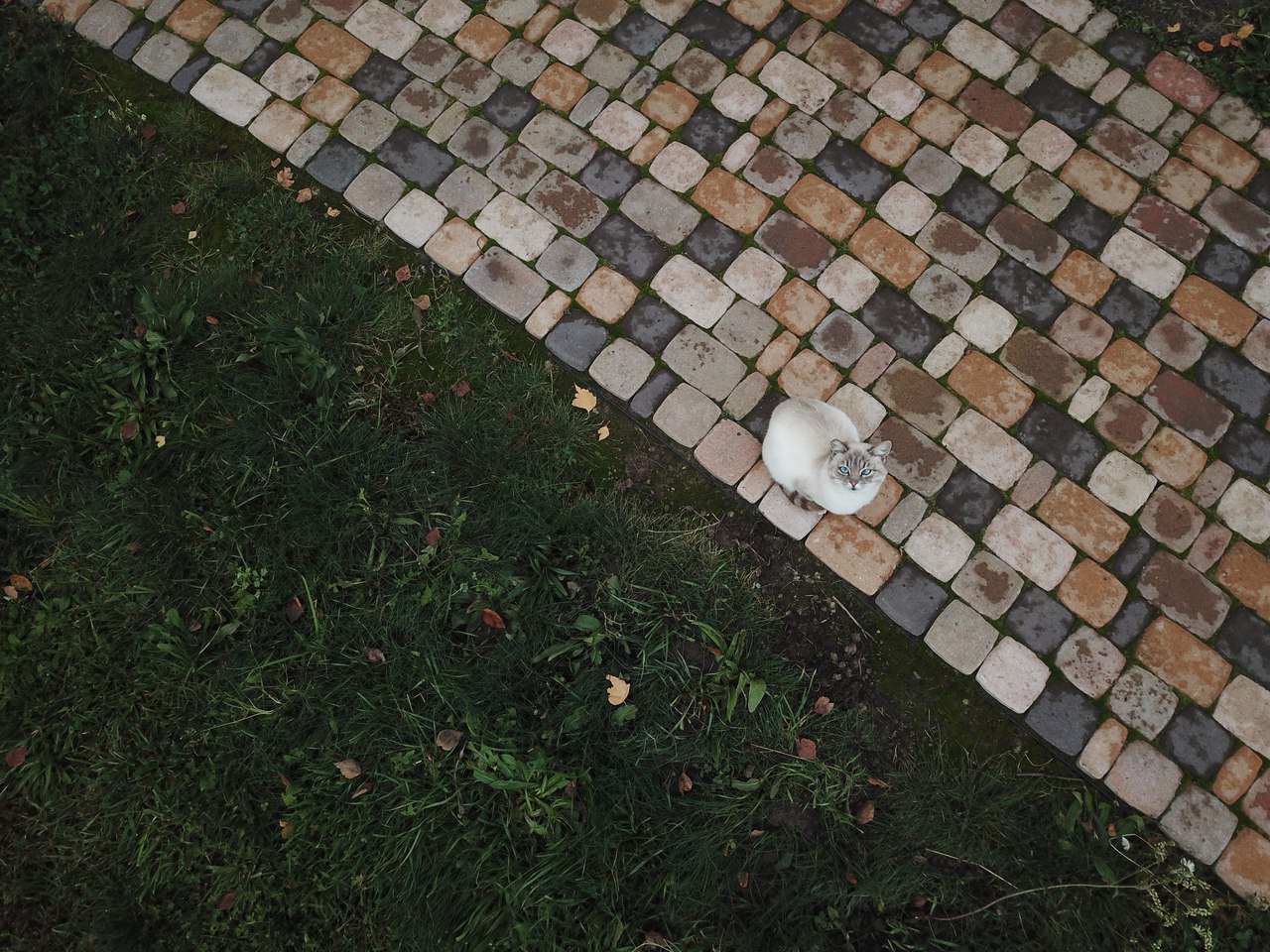 Обложка проекта: Сад "Каликат"