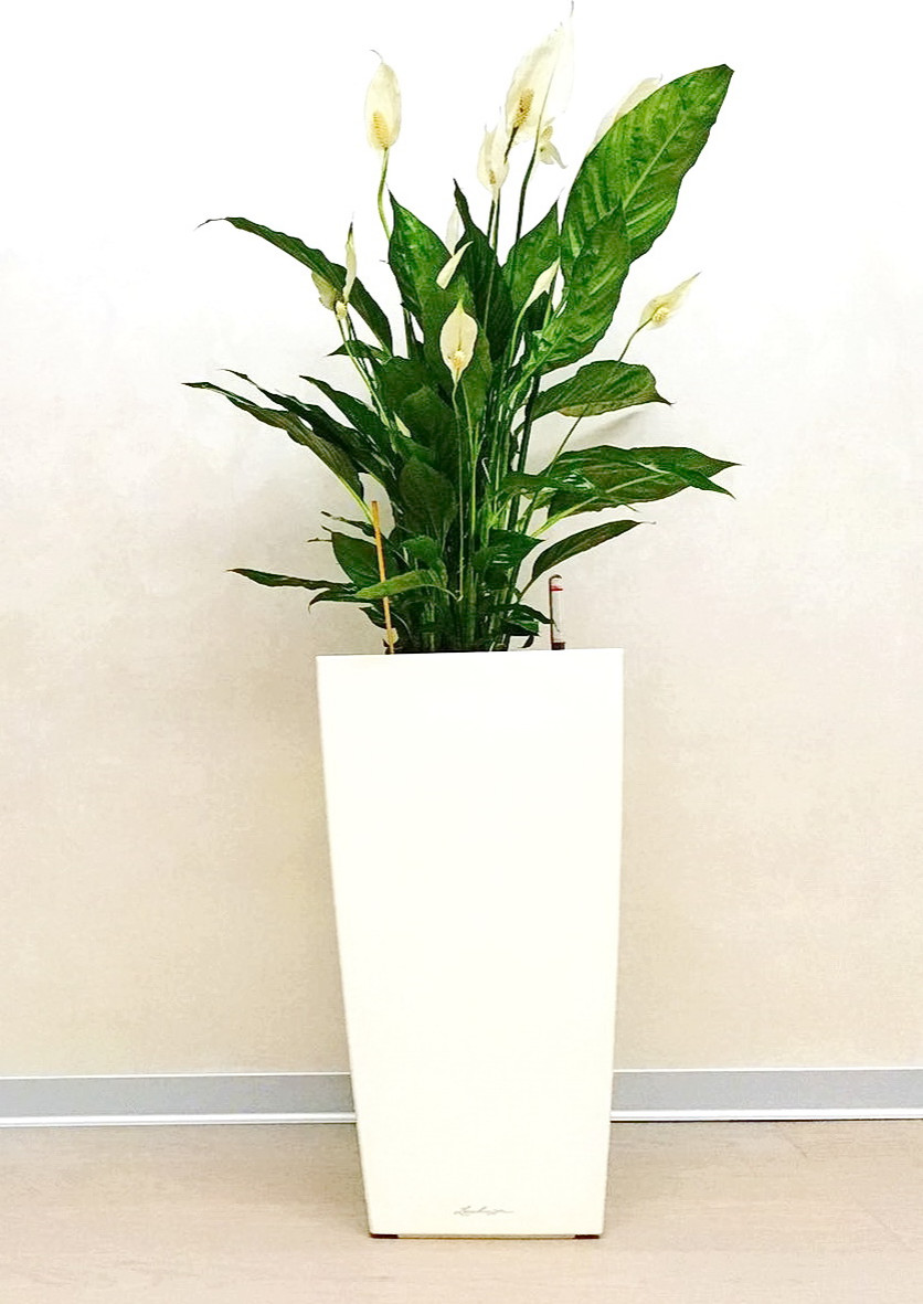 Озеленение частных квартир