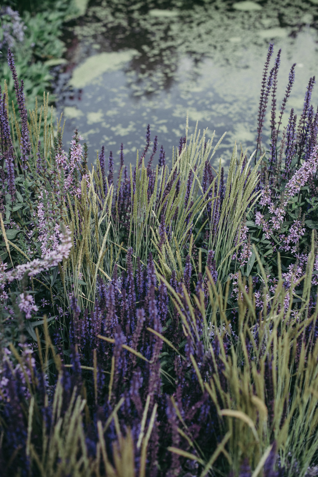 Grain de Perle (Зерно Жемчужины)