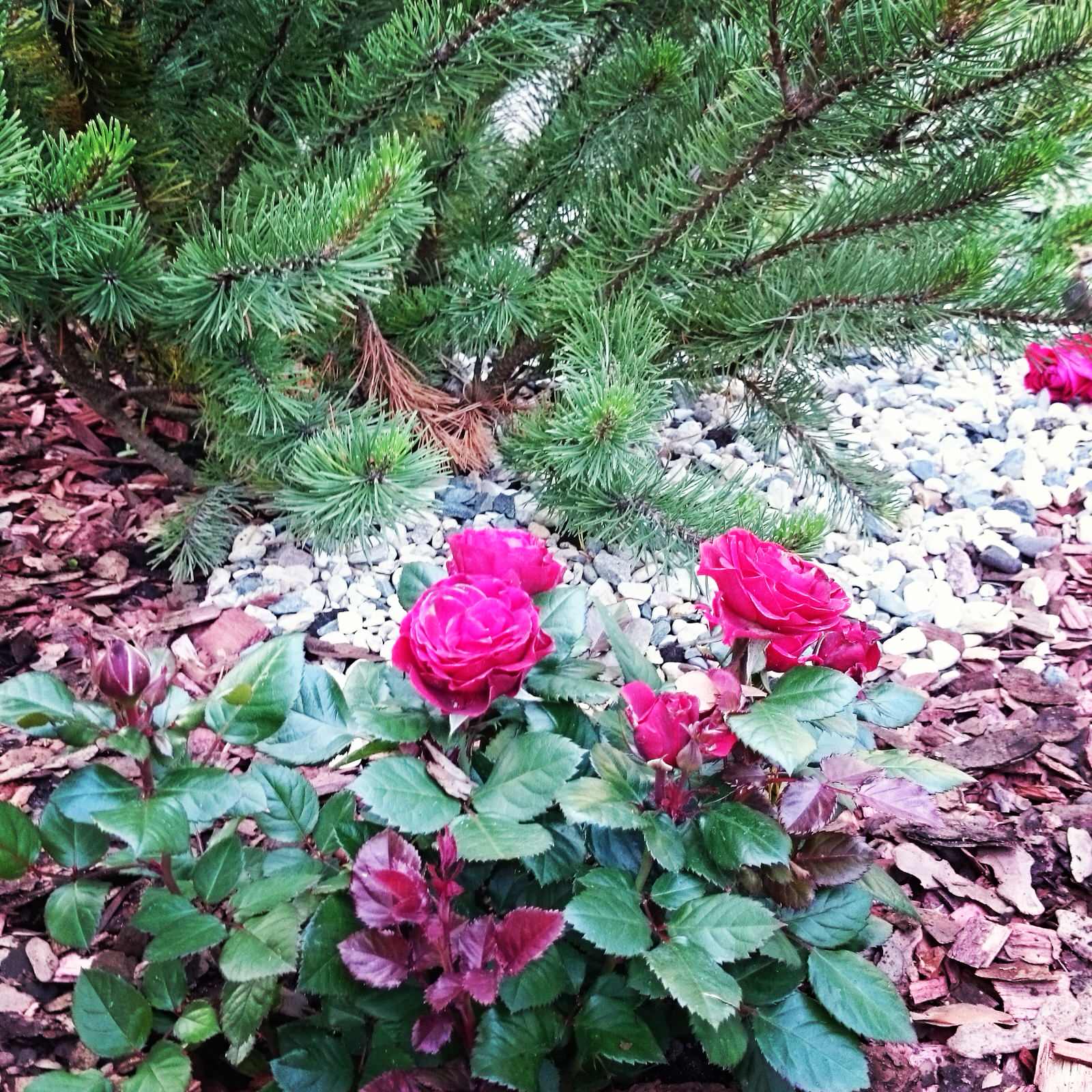 Элементы розария