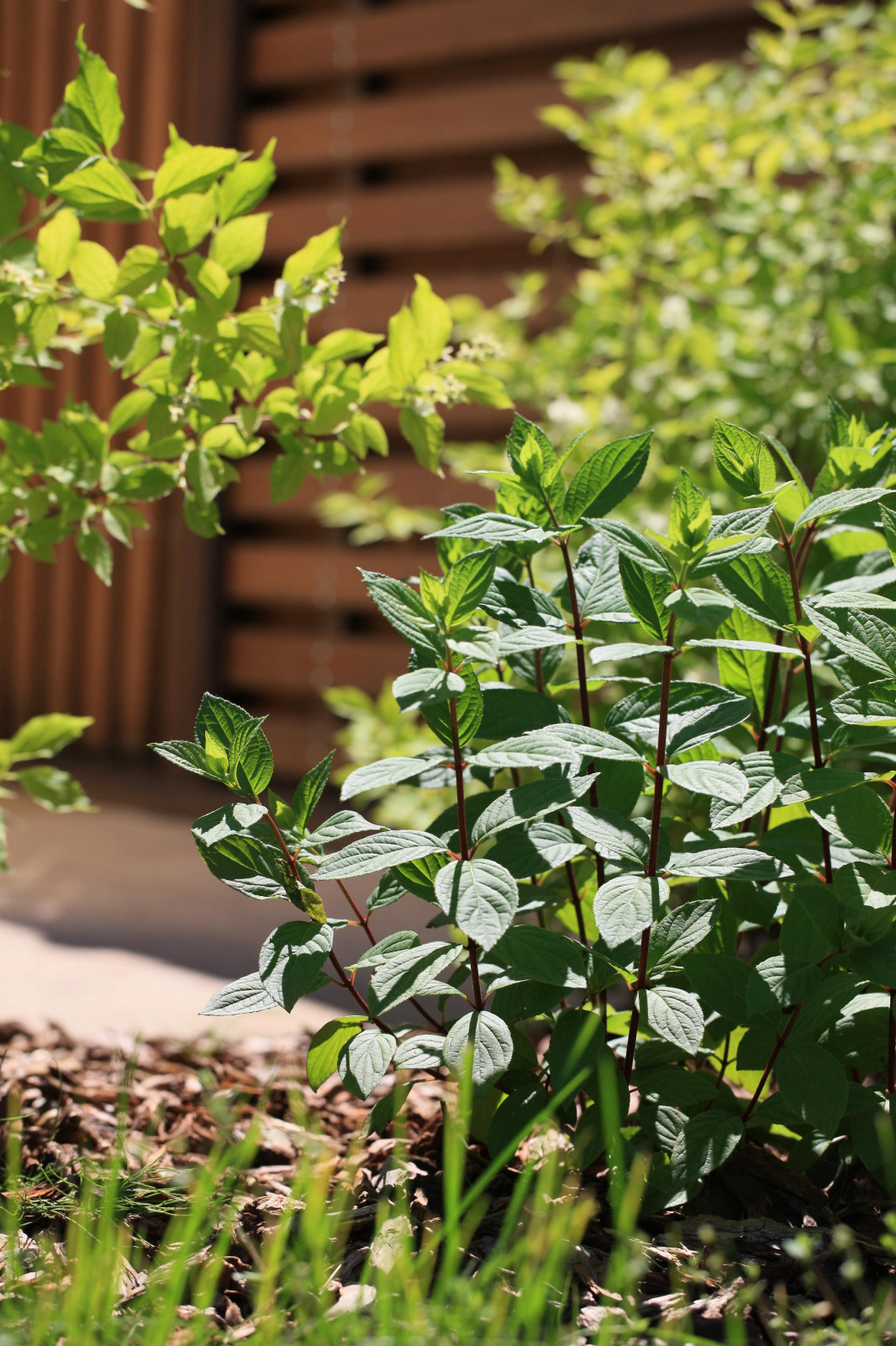 Сад с румянцем