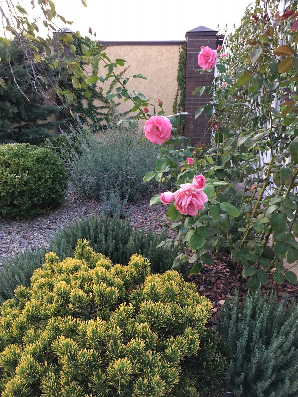 Цветы в саду