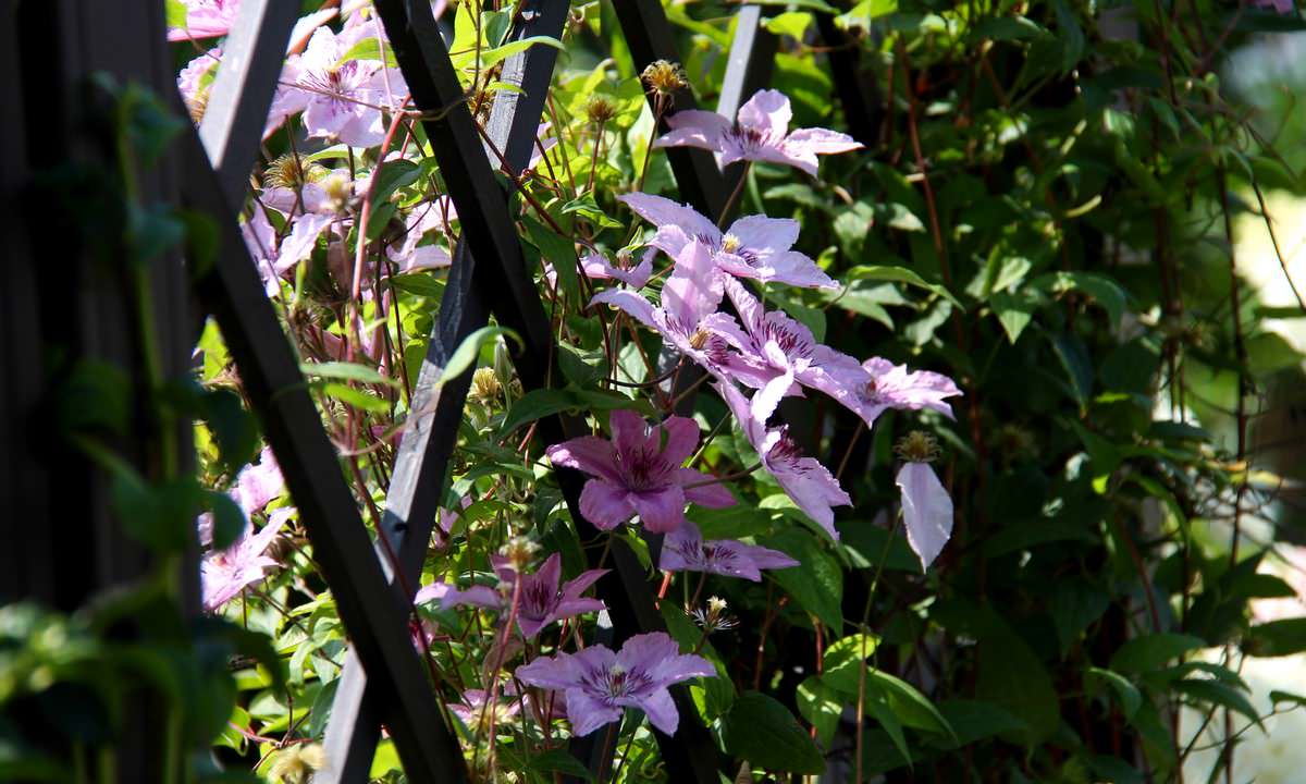 Сад Семьи К.