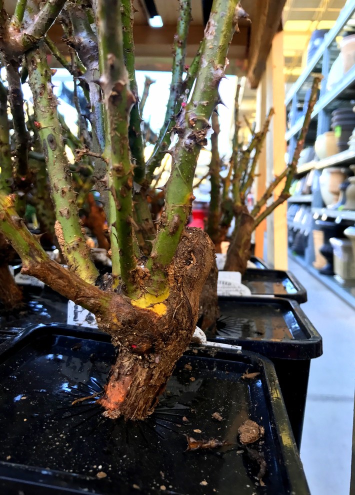 Работа над ошибками: Что пошло не так с розами