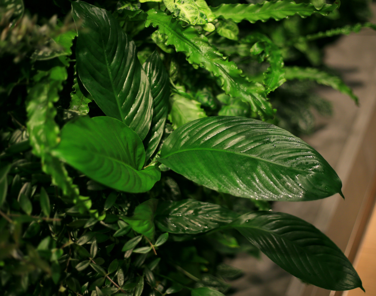 Фитостена в квартире в жилом комплексе у Смольного собора