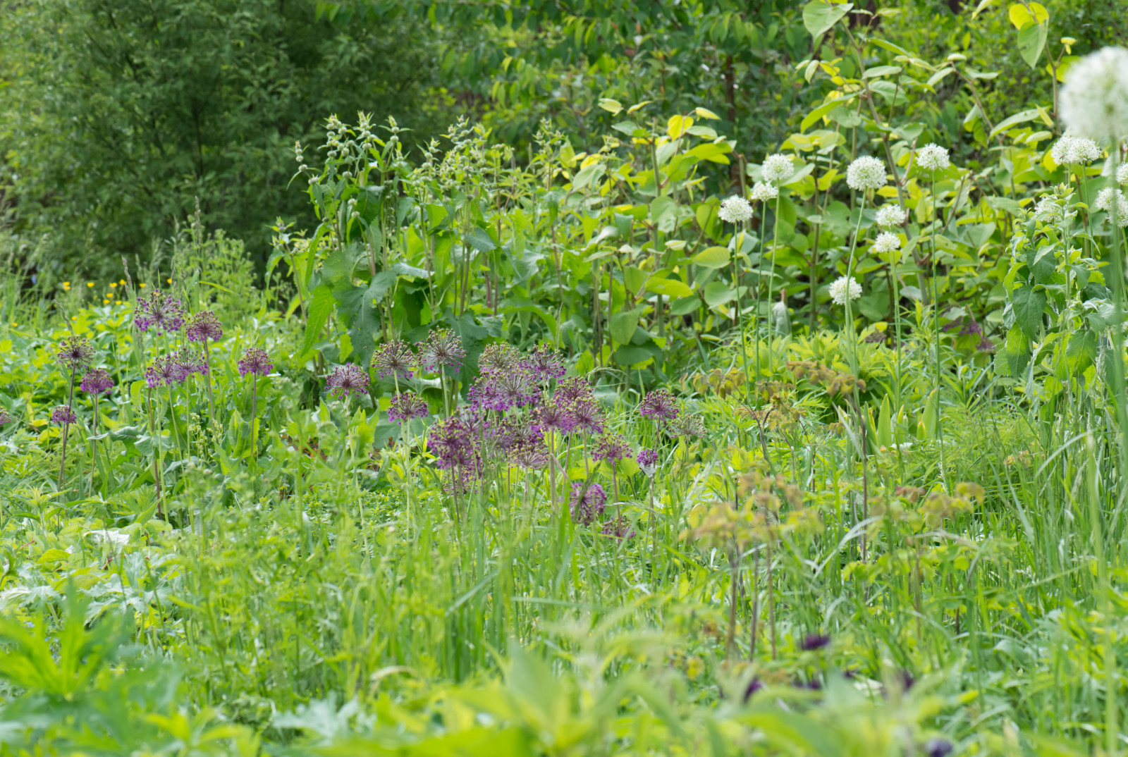Большой сад в пригороде