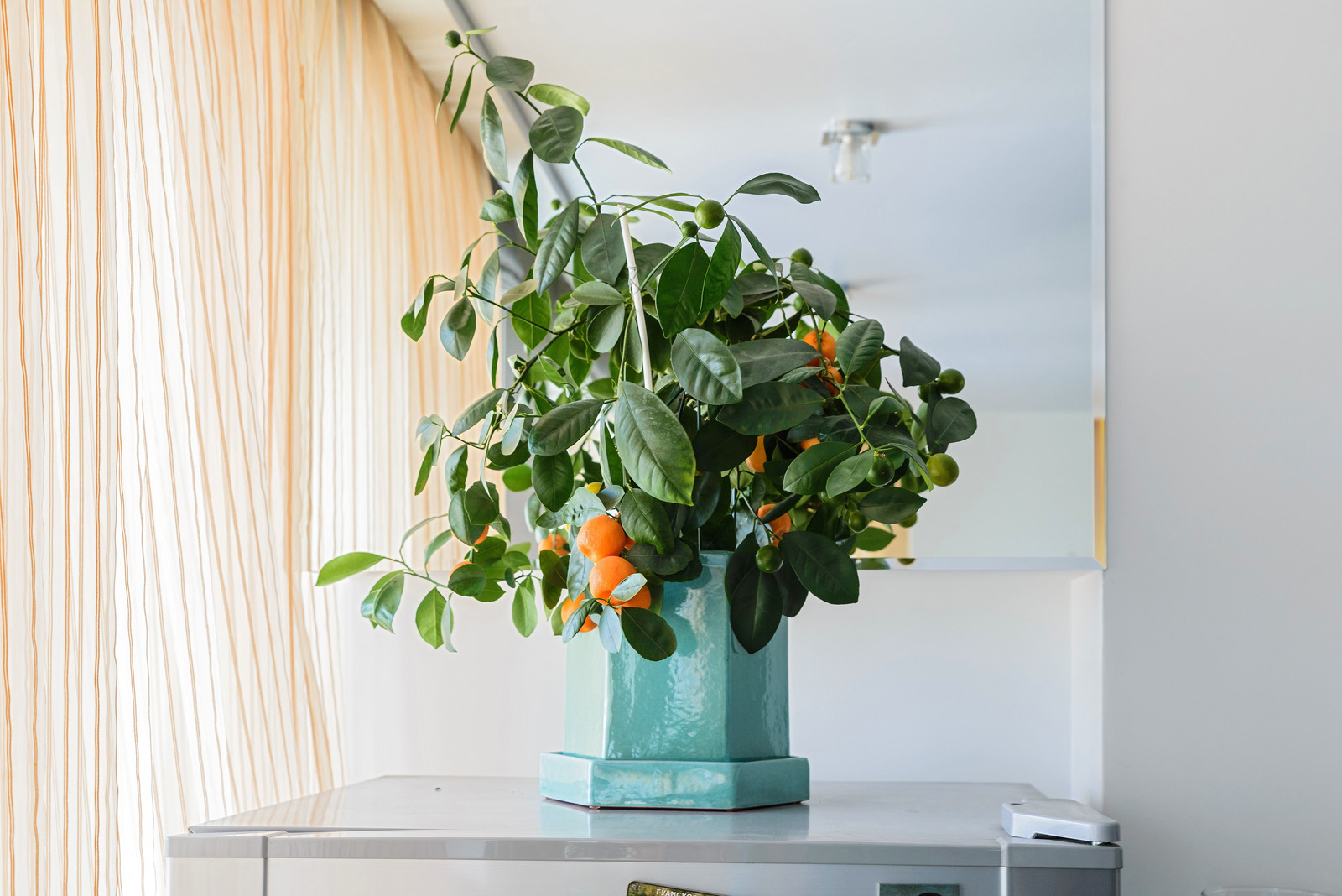 Озеленение квартиры