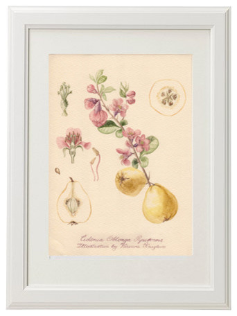 Ботаническая иллюстрация: Айва.