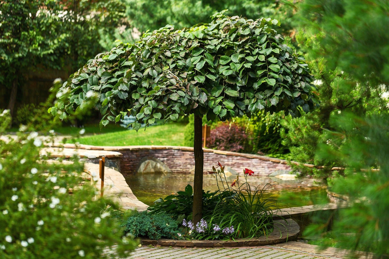 Как правильно: Выбрать деревья для будущего сада