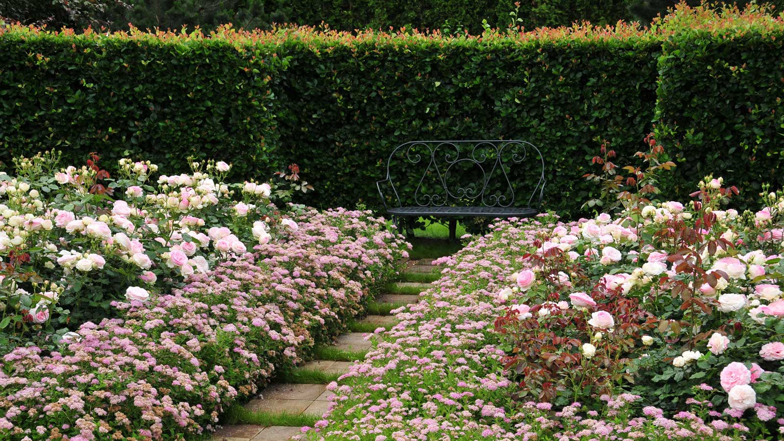 В закладки: Топ-10 растений для формованных изгородей