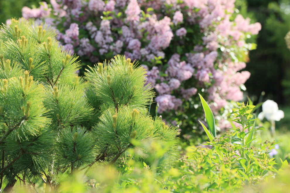 Как правильно: Выбрать и посадить сирень в своем саду