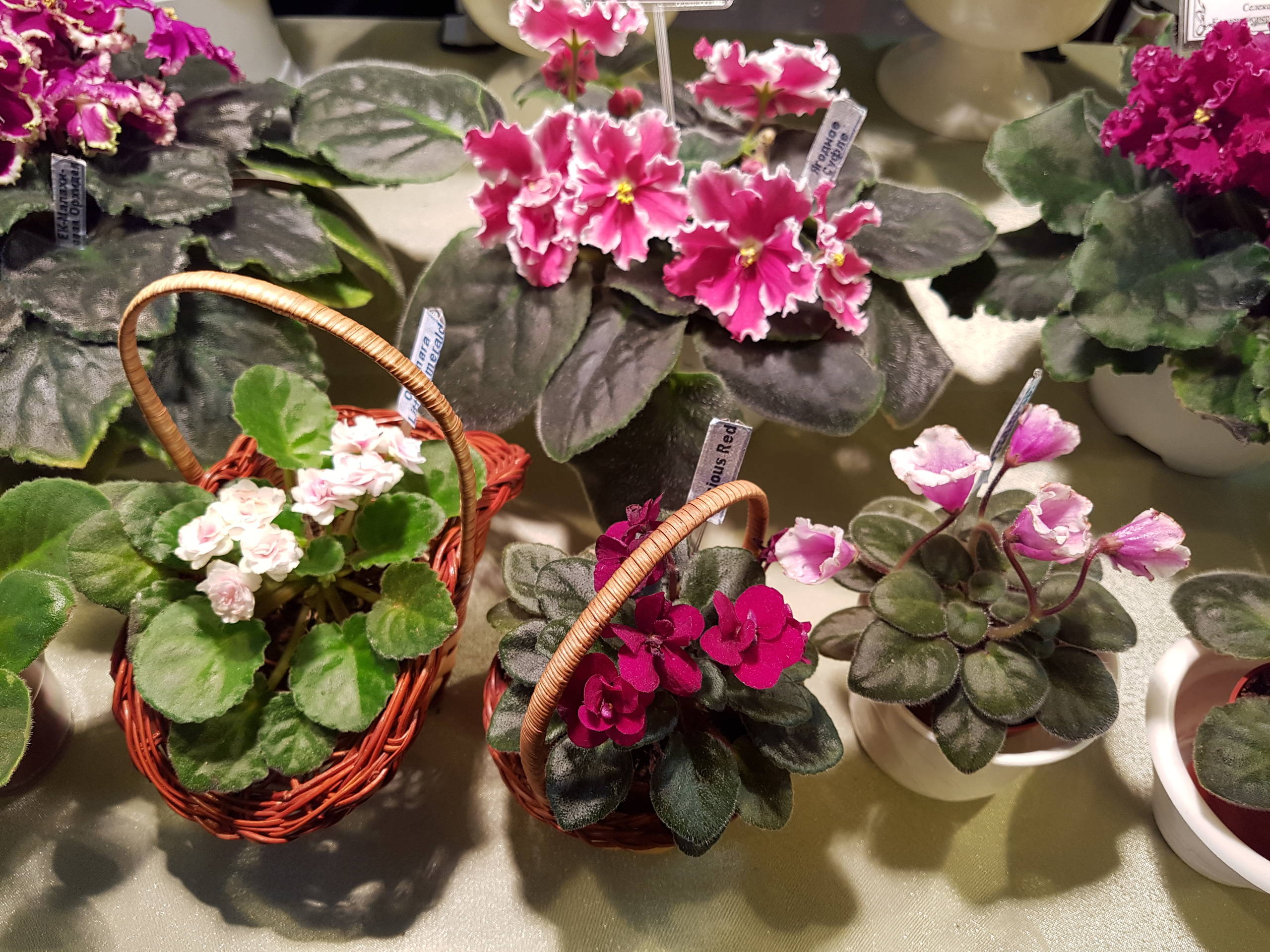 Растение месяца: Сенполия на подоконнике