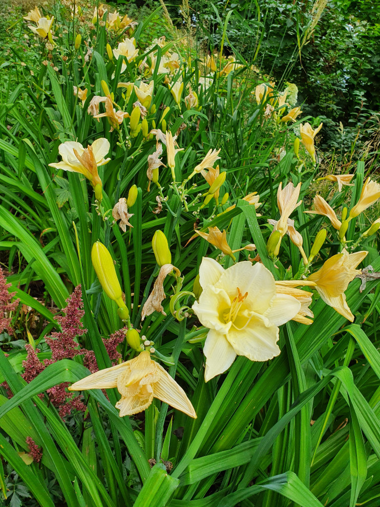 Частный сад