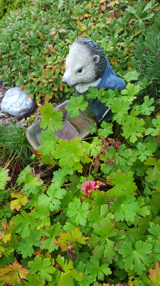 Цветники и композиции крупным планом