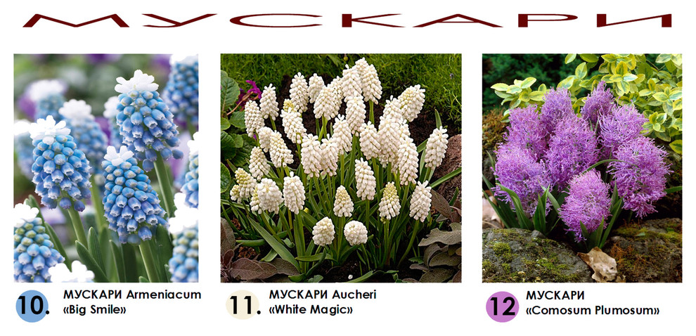 Проект дачного участка - видеоряд - луковичные - мускари.