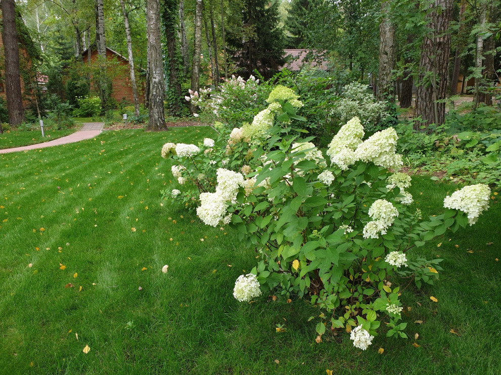 Теневой сад в Новогорске.