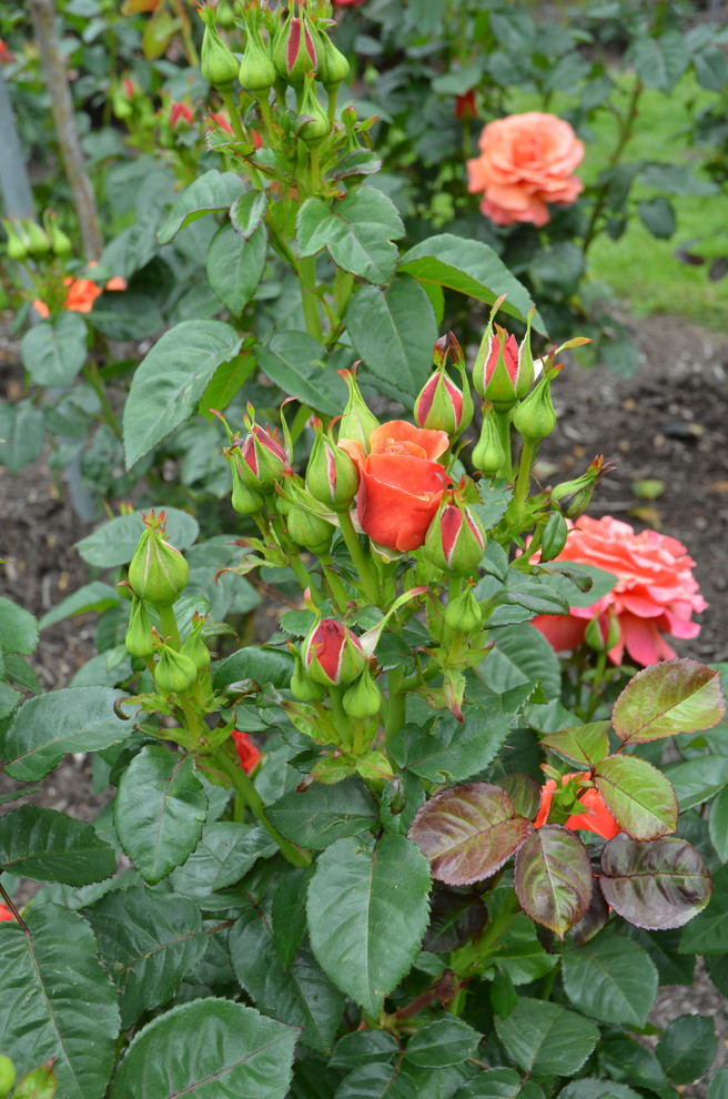 Работа над ошибками: Что пошло не так с розами