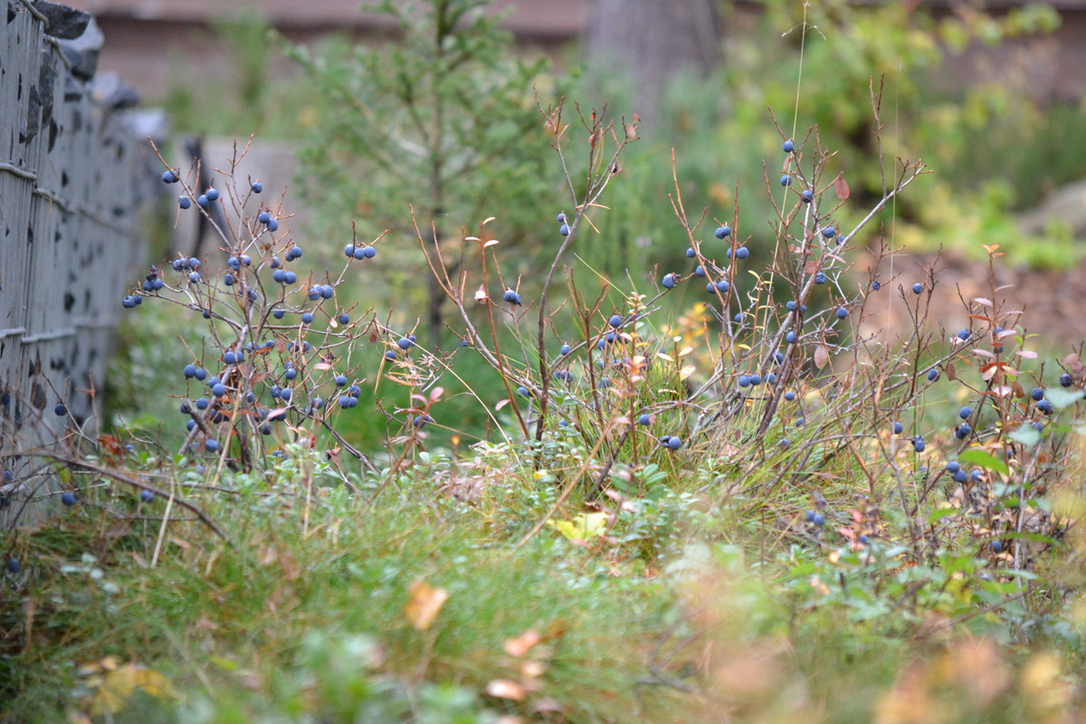 Райт и Ленинградский лес