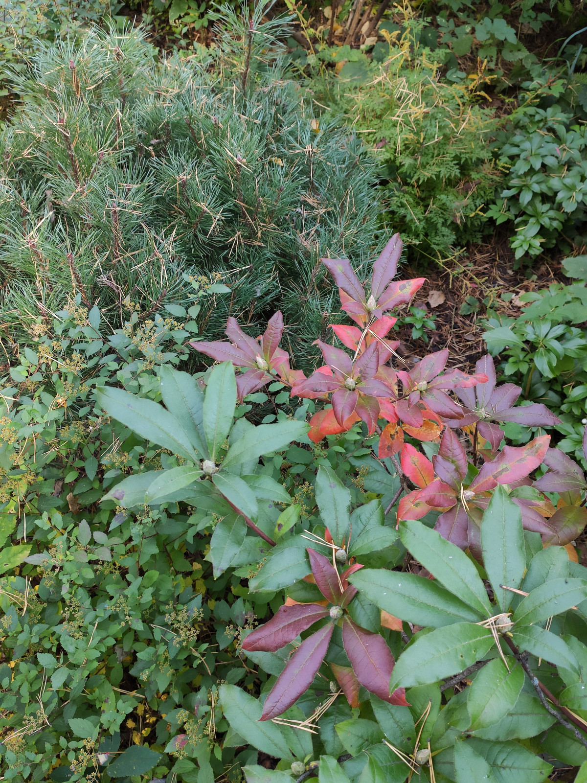 "Дача в Кратово"