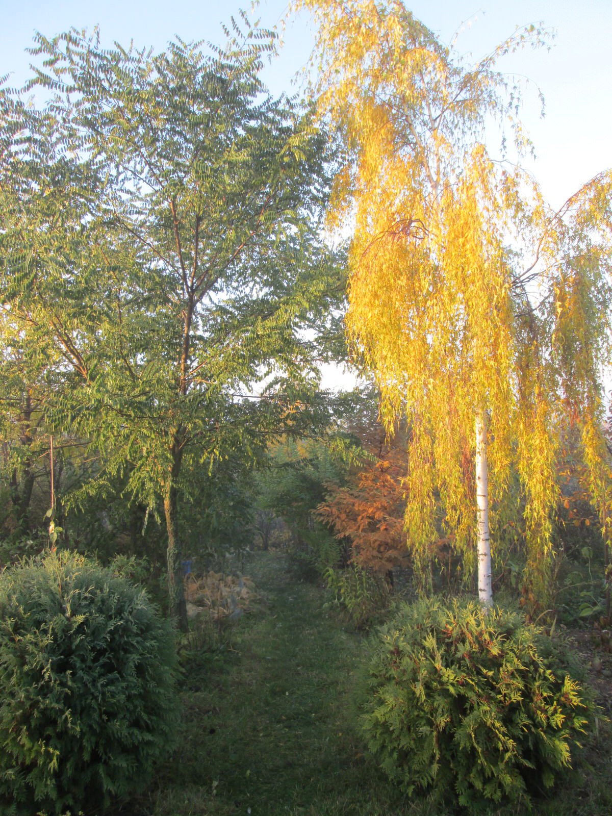 Наш собственный сад