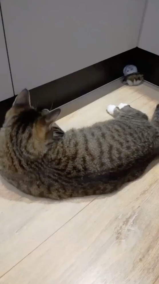 50e9c38ee13c47efa5b7d86db4bd9d05.mov