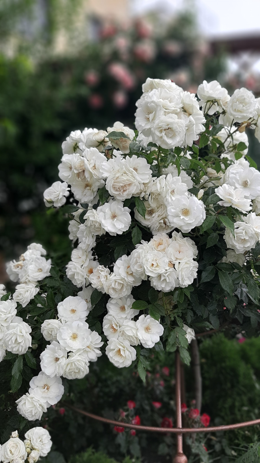 Ландшафтный дизайн