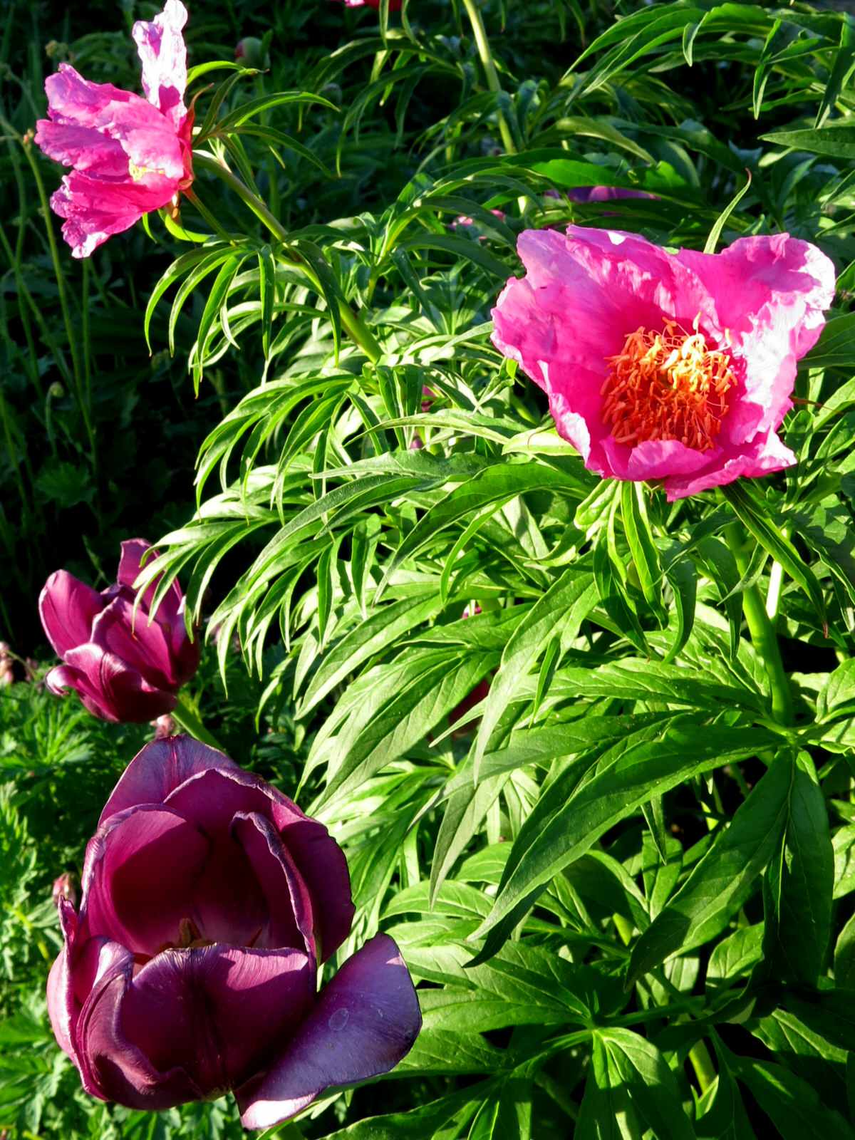 ТЕПЛЫШКО МОЕ. ВЕСНА.