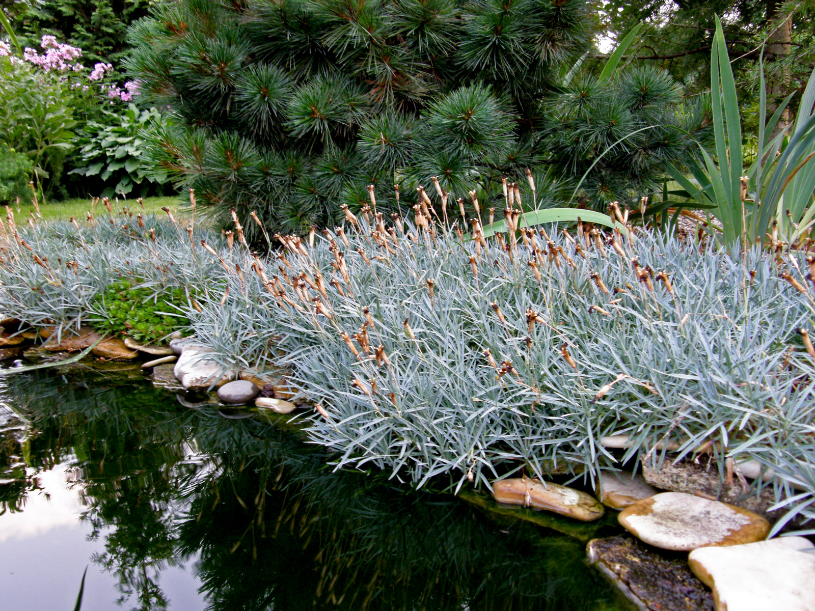 Миксбордеры и цветники. Наши работы прошлых лет.