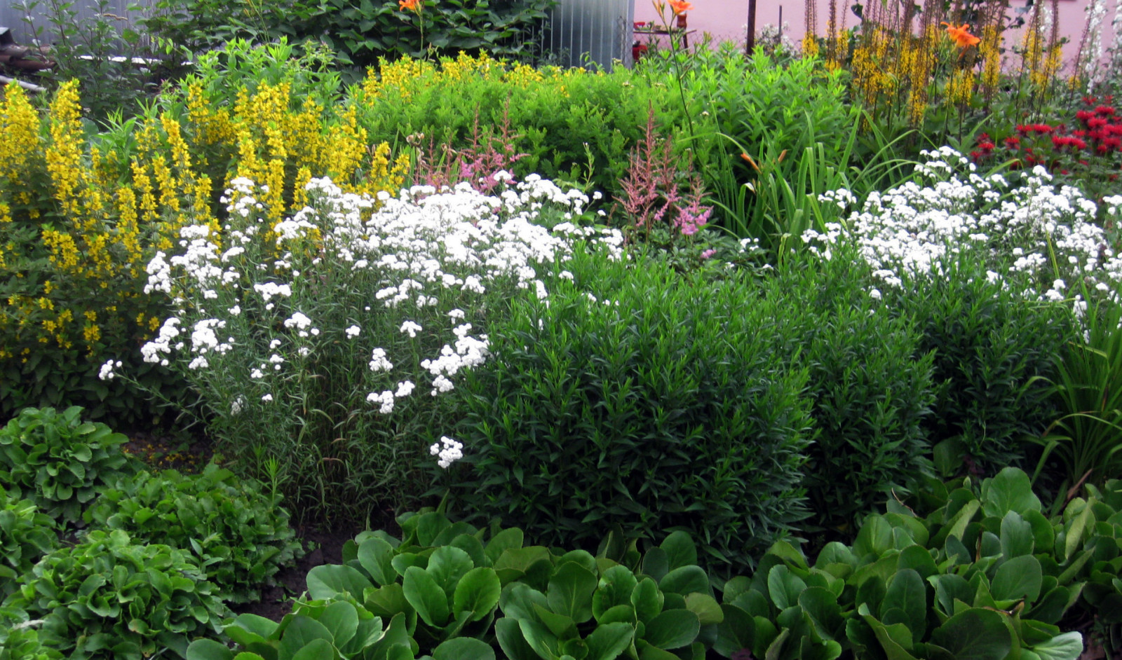 Цветник из многолетников