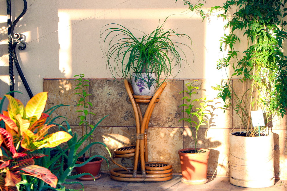 Тарасовка, зимний сад, 2012-2013 гг.