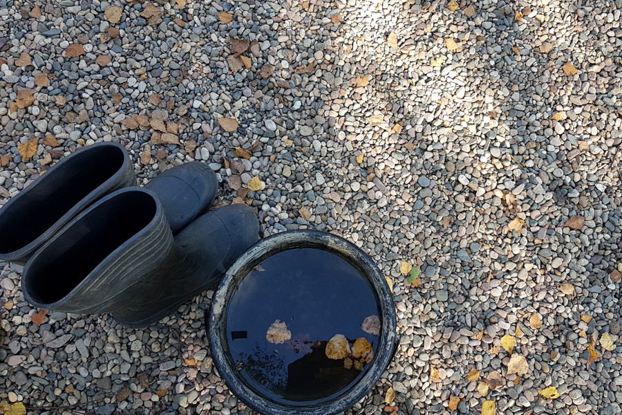 Пруд и берёзы