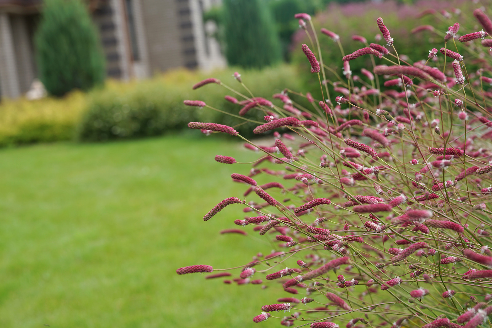 Проект Сада  в "Бельгийской деревне "