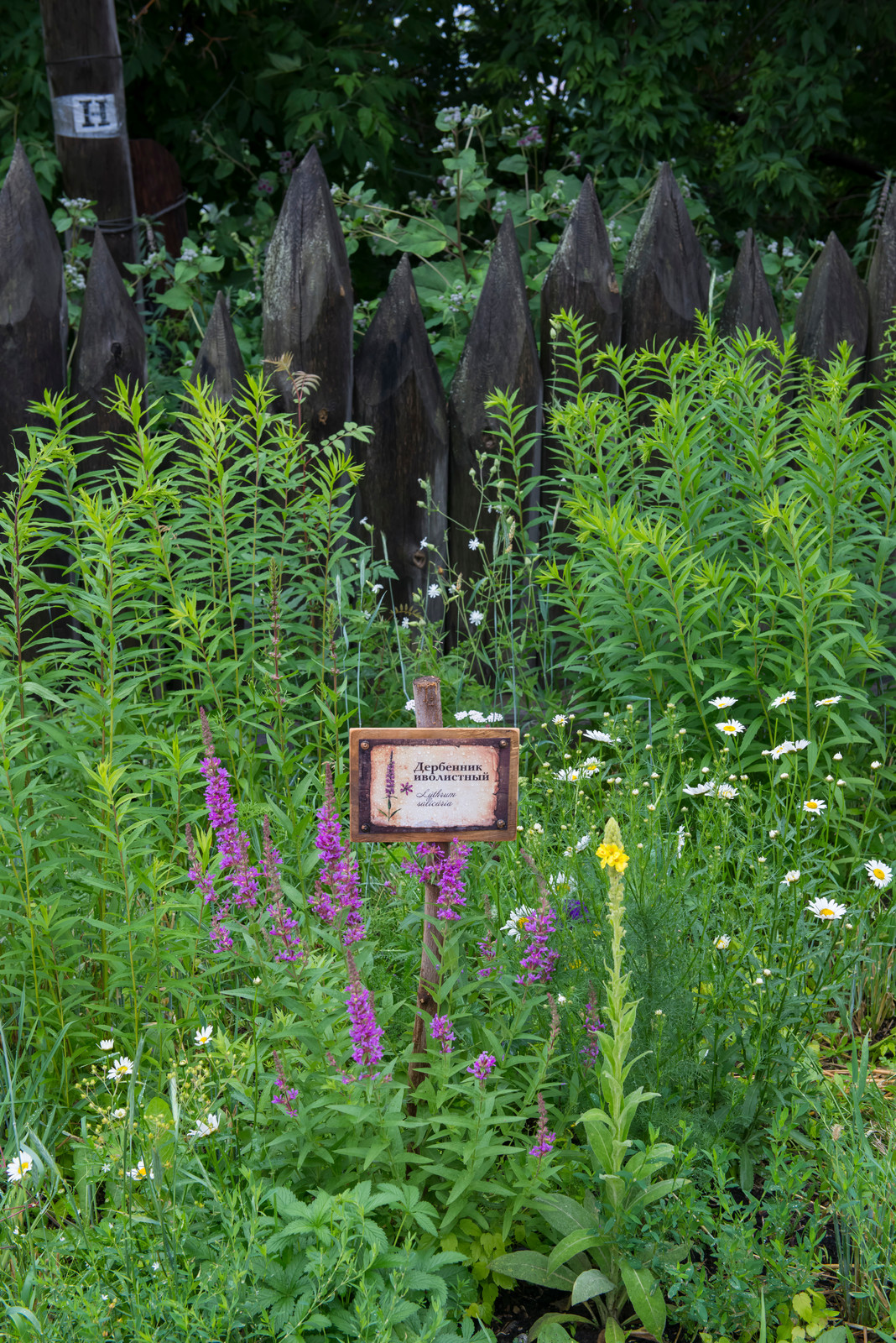 Цветник из аборигенных растений Томской области