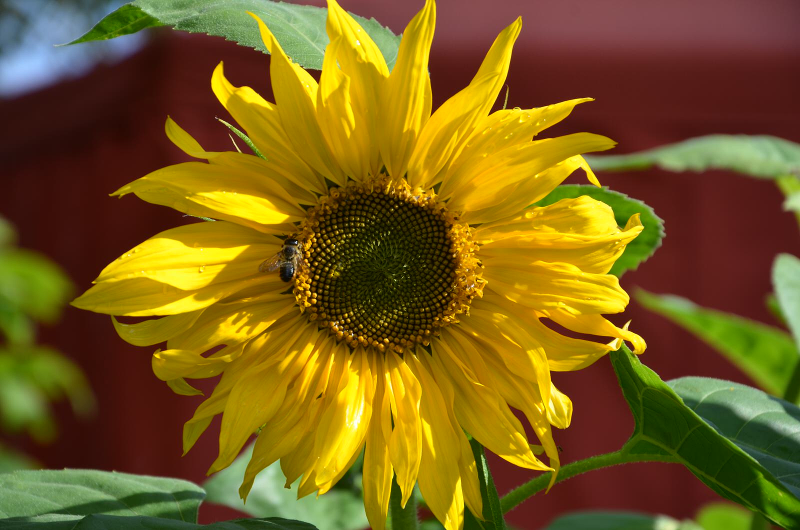 Садовый участок - лето