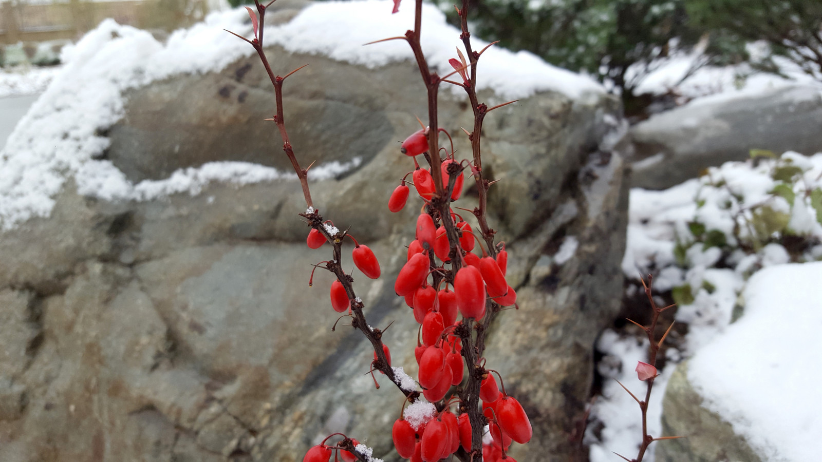 Цветники и композиции крупным планом