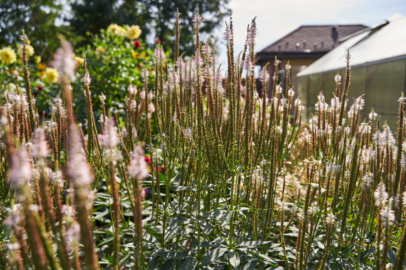 Сад в розовой дымке