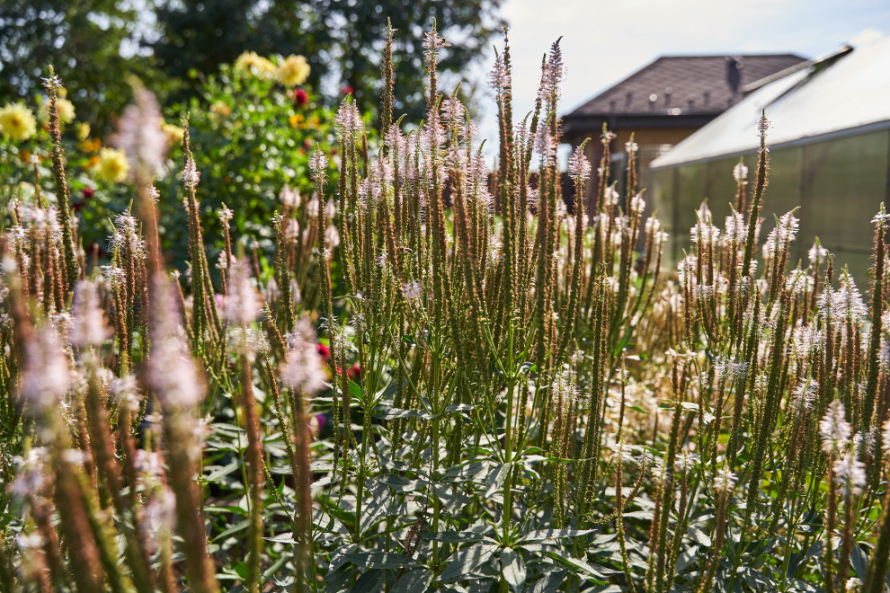 Сад в розовой дымке