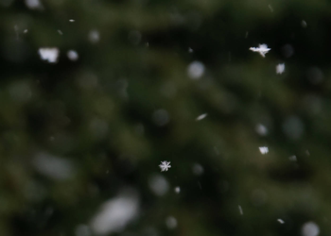 Как правильно: Использовать снег в саду